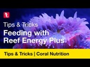Red Sea - Reef Energy Plus