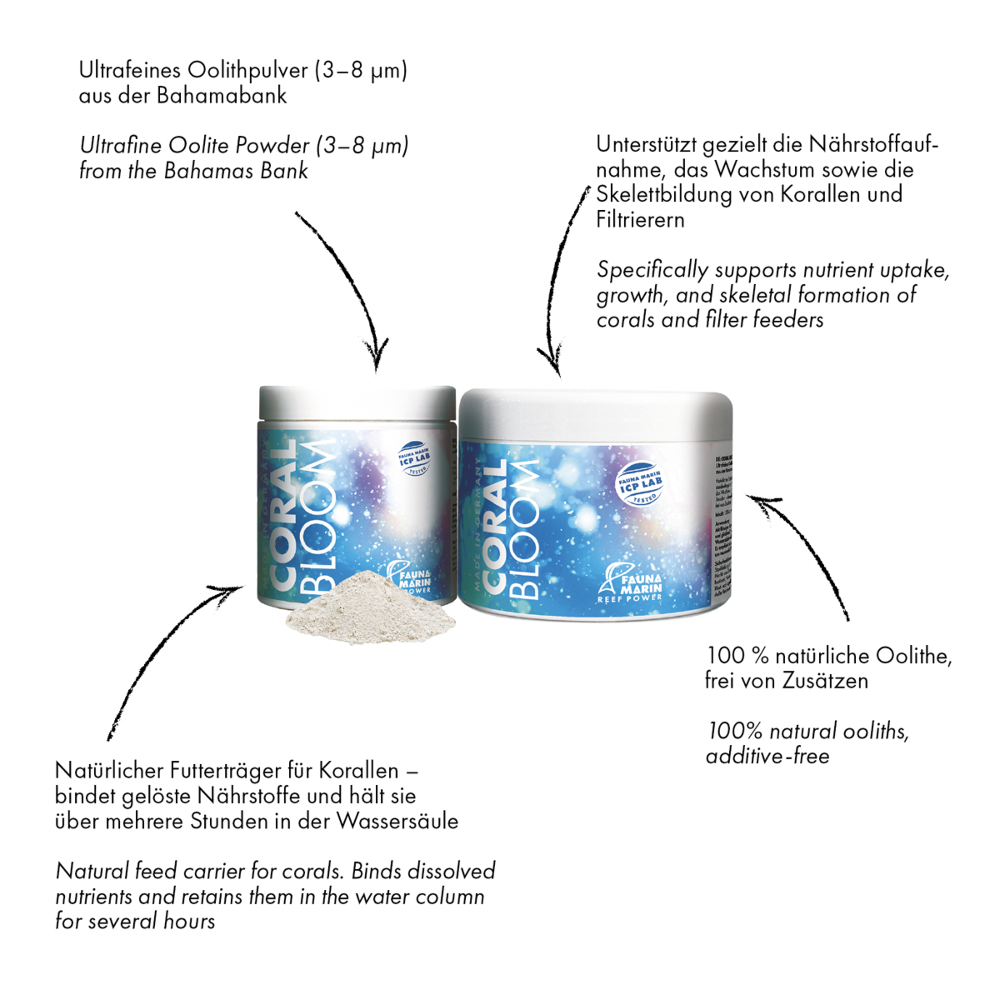 Fauna Marin - Coral Bloom 