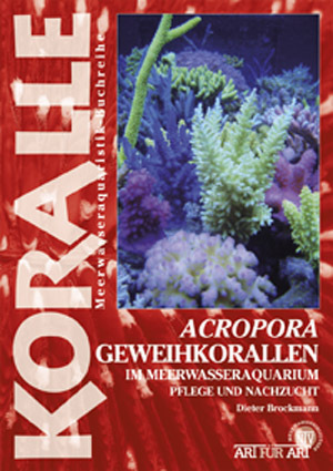 Acropora Geweihkorallen im Meerwasseraquarium