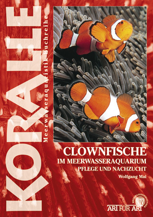 Clownfische im Meerwasseraquarium