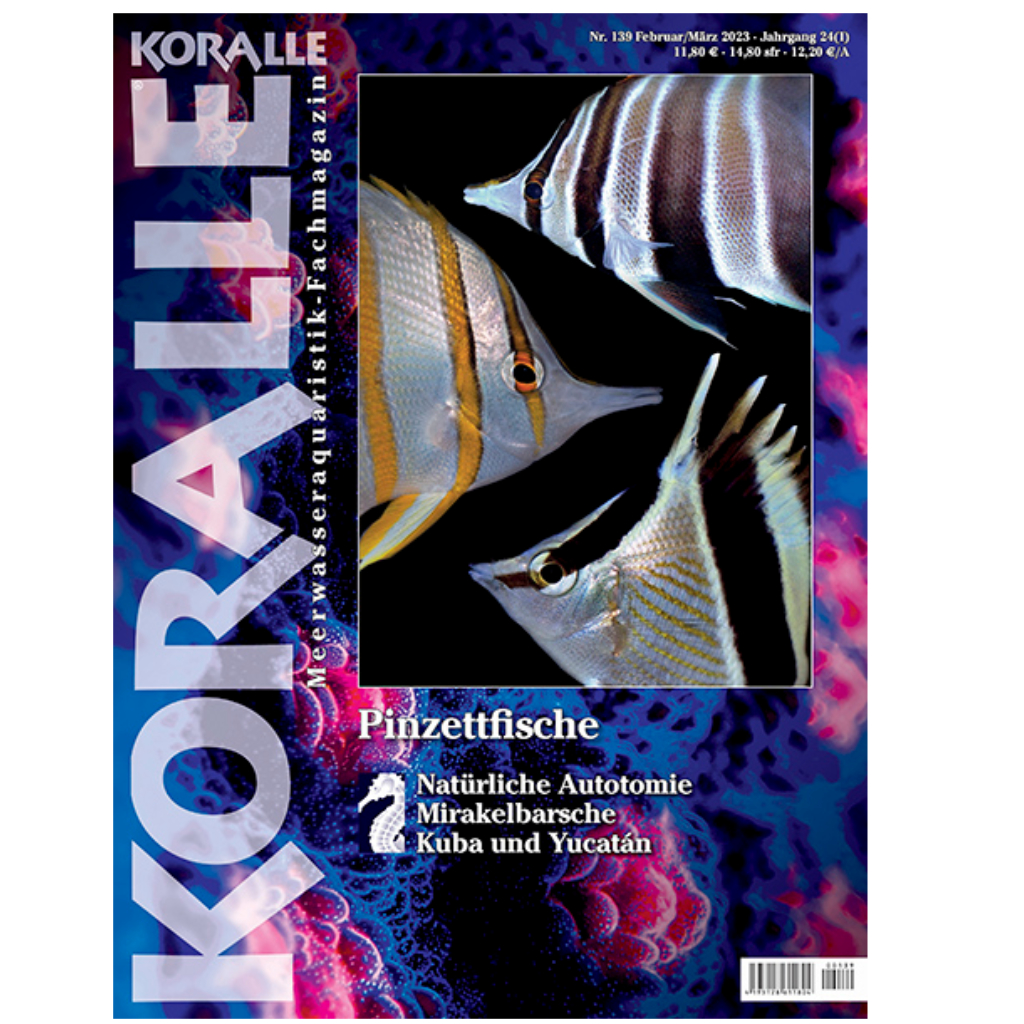 KORALLE 139