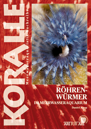 [KO10059] Röhrenwürmer im Meerwasseraquarium