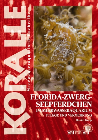 [KO10070] Florida-Zwergseepferdchen im Meerwasseraquarium