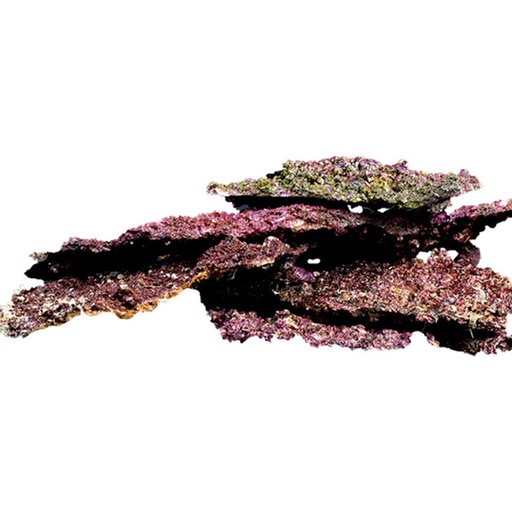 Real Reef Rock - Shelf (Platten) pro kg